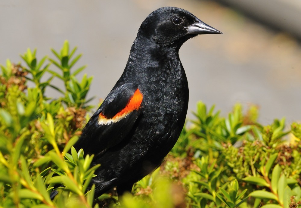 Red-winged Blackbird (Red-winged) - Patrick Ingremeau