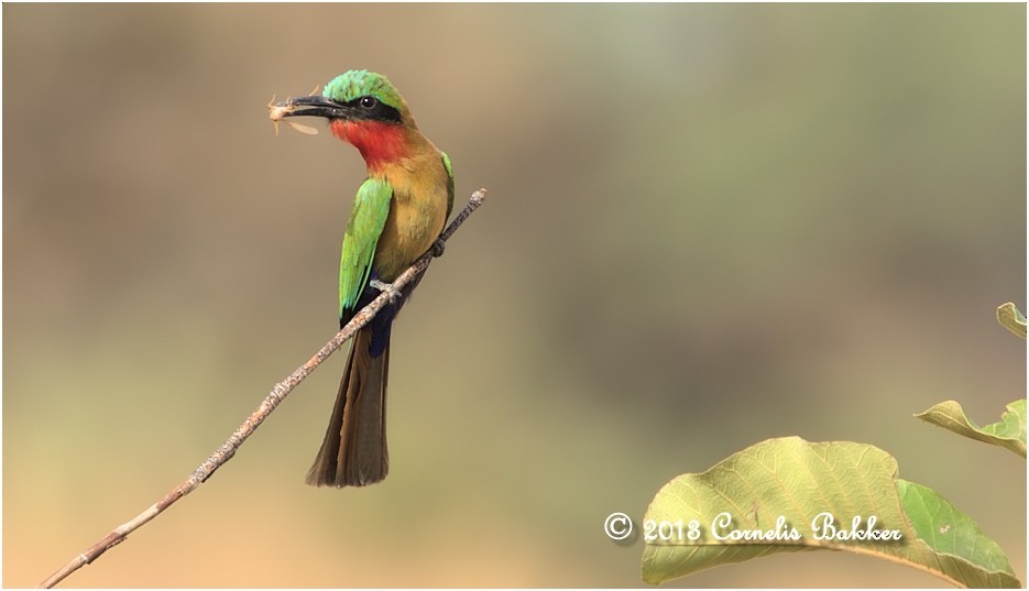 Red-throated Bee-eater - ML204923911