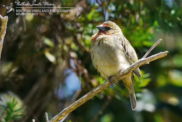 Kirmizi Fodi Ebird