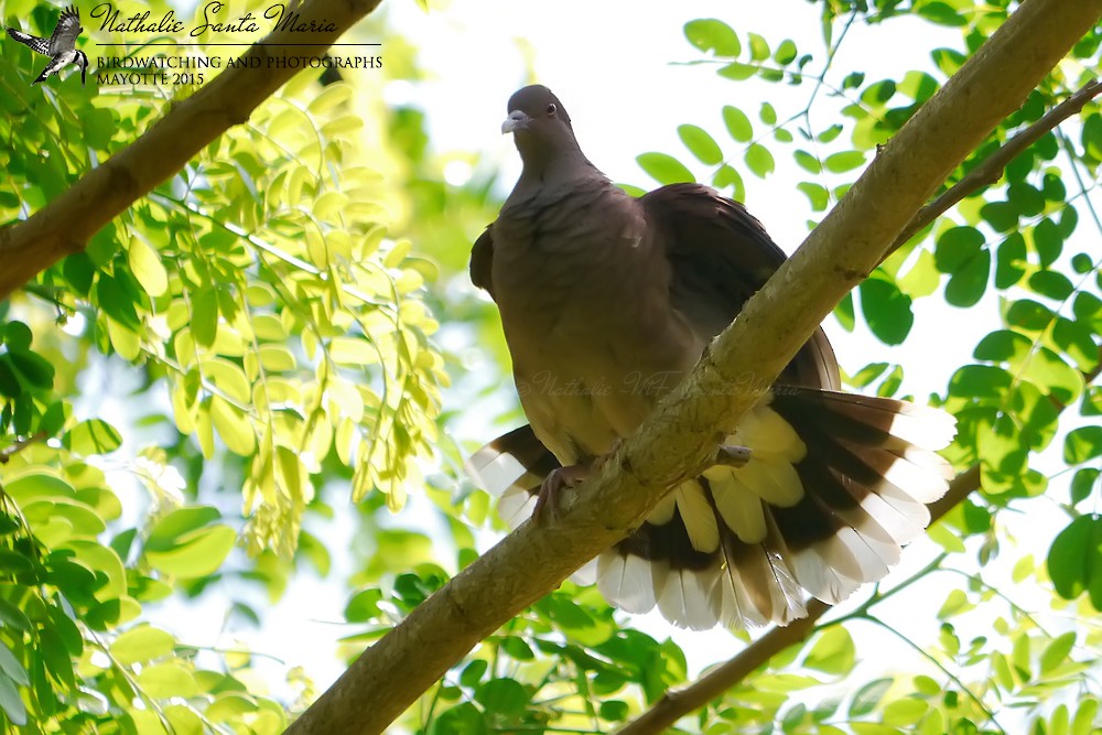 Pigeon de Madagascar - ML204924041