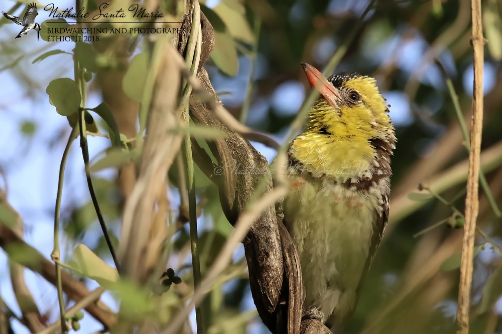 Yellow-breasted Barbet - ML204924171