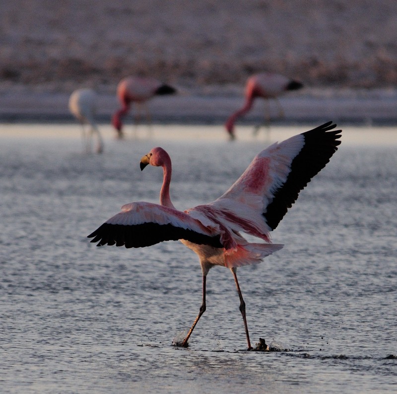 Andean Flamingo - Luis R Figueroa