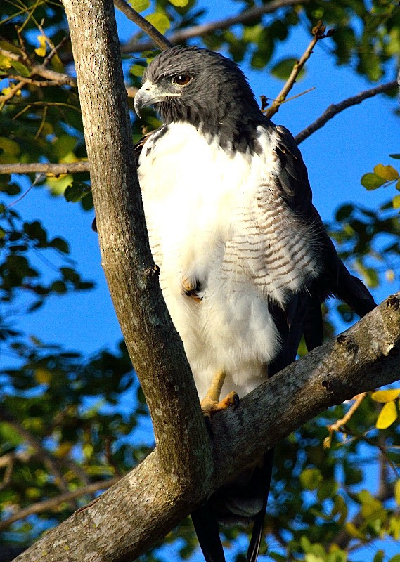 White-tailed Hawk - Luis R Figueroa