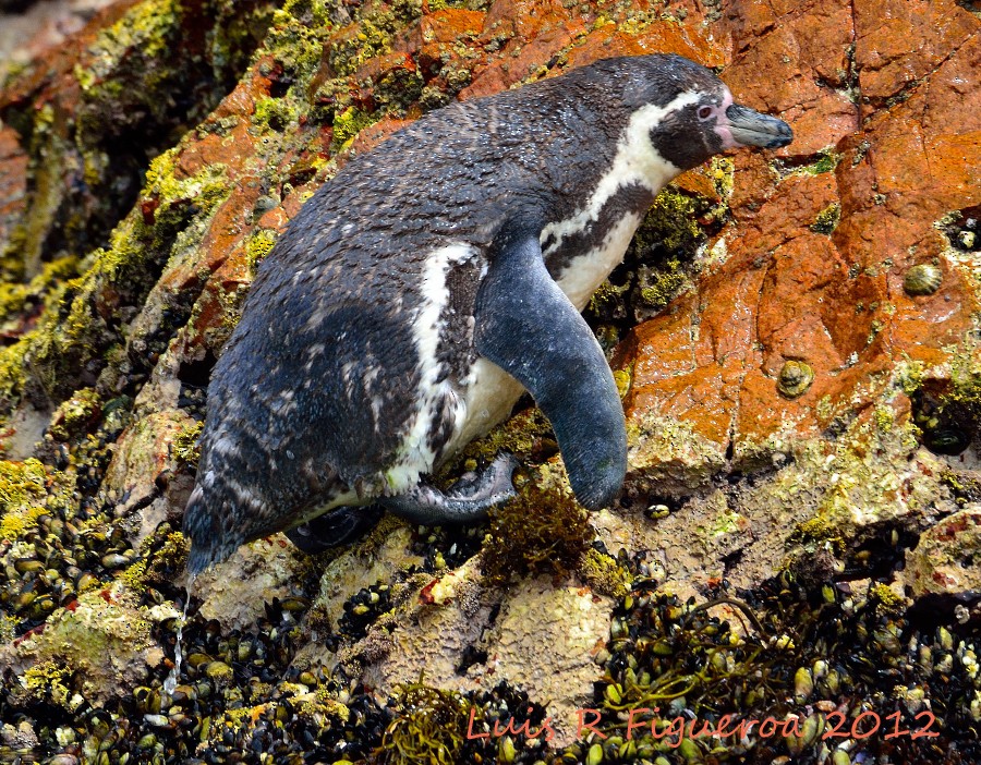 Humboldt Penguin - ML204924841