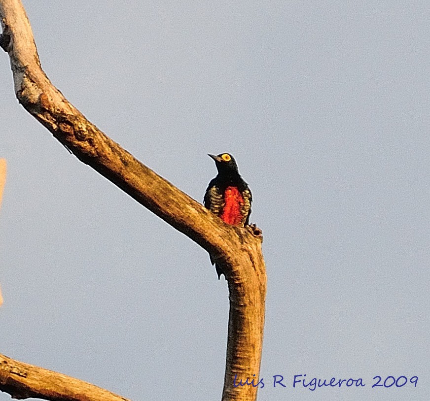Yellow-tufted Woodpecker - Luis R Figueroa
