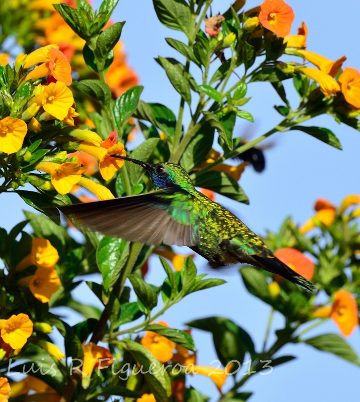 kolibřík modrouchý (ssp. cyanotus/crissalis) - ML204925111