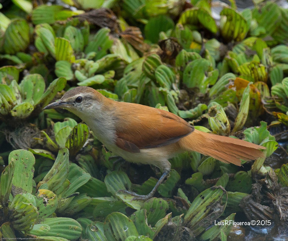Yellow-chinned Spinetail - ML204925321