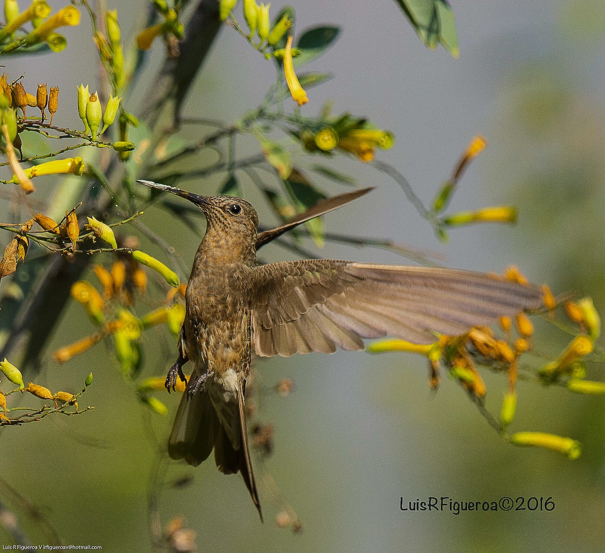 Giant Hummingbird - Luis R Figueroa