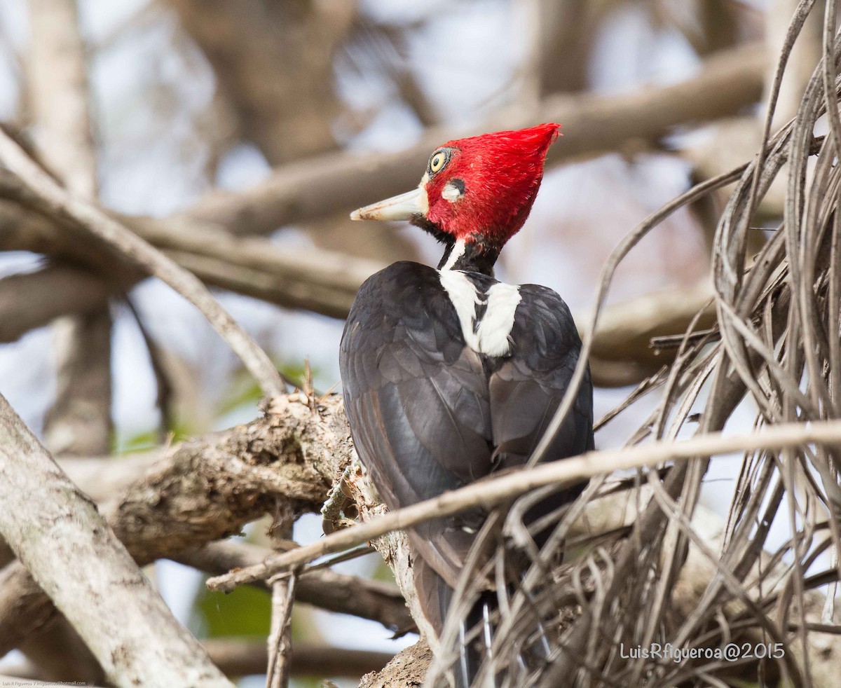 Crimson-crested Woodpecker - Luis R Figueroa