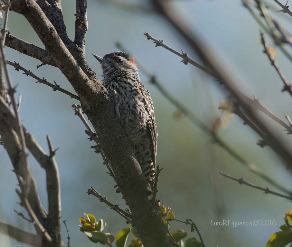 Striped Woodpecker - Luis R Figueroa