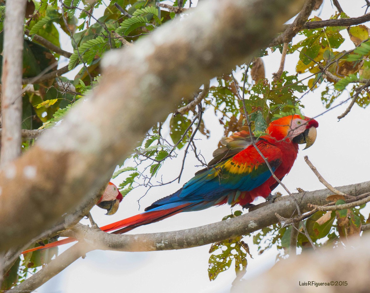 Scarlet Macaw - ML204925581
