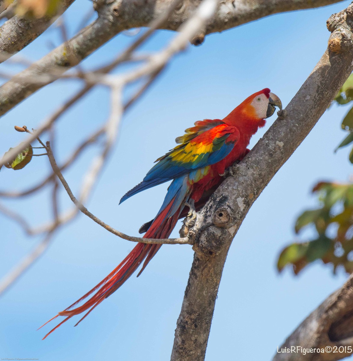 Scarlet Macaw - Luis R Figueroa