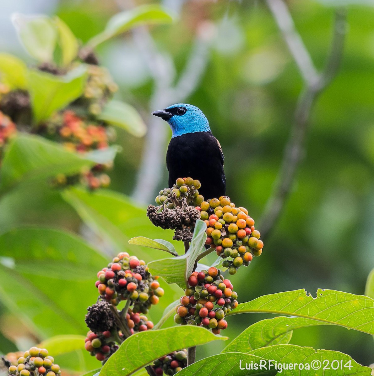 Blue-necked Tanager - Luis R Figueroa