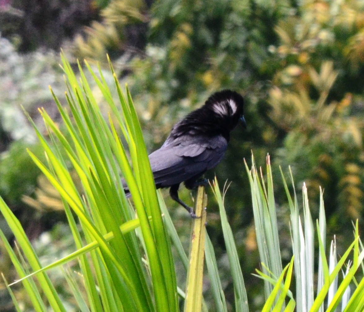 White-necked Crow - Gerhard Tauscher