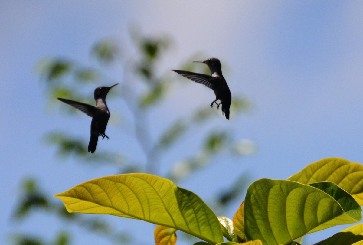 Vervain Hummingbird - Gerhard Tauscher