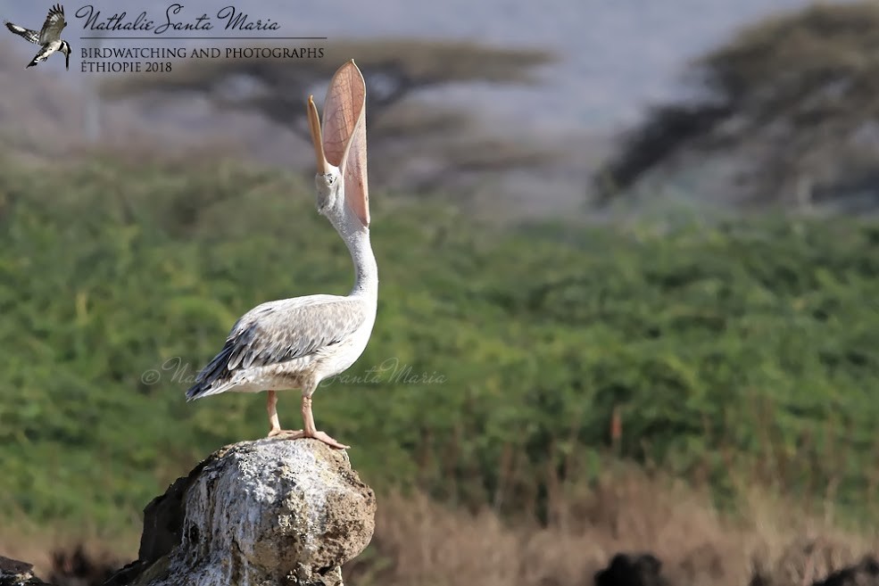 Pink-backed Pelican - ML204926581