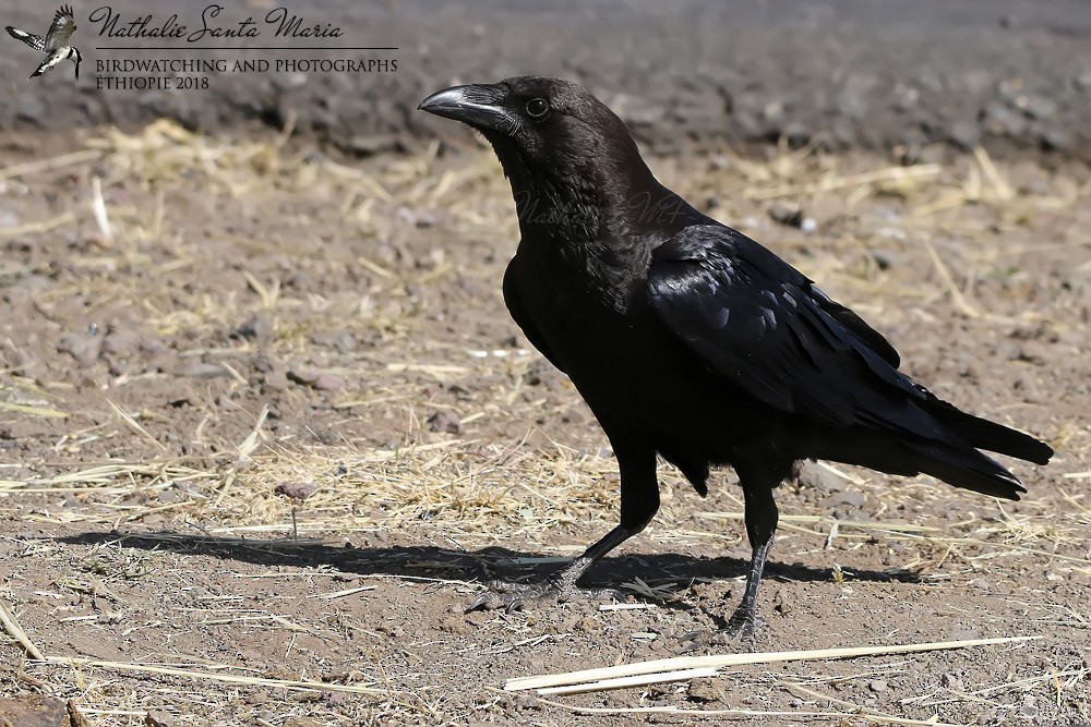 Somali Crow - ML204927071
