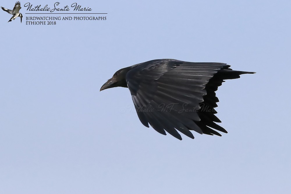 Fan-tailed Raven - ML204927081