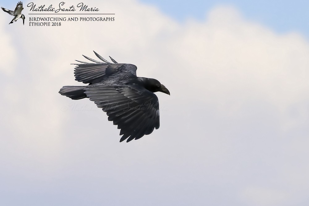 Fan-tailed Raven - Nathalie SANTA MARIA