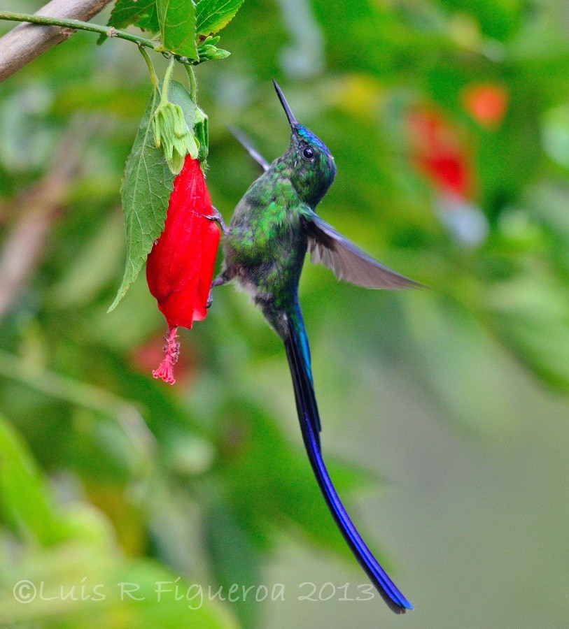 Long-tailed Sylph - ML204927501