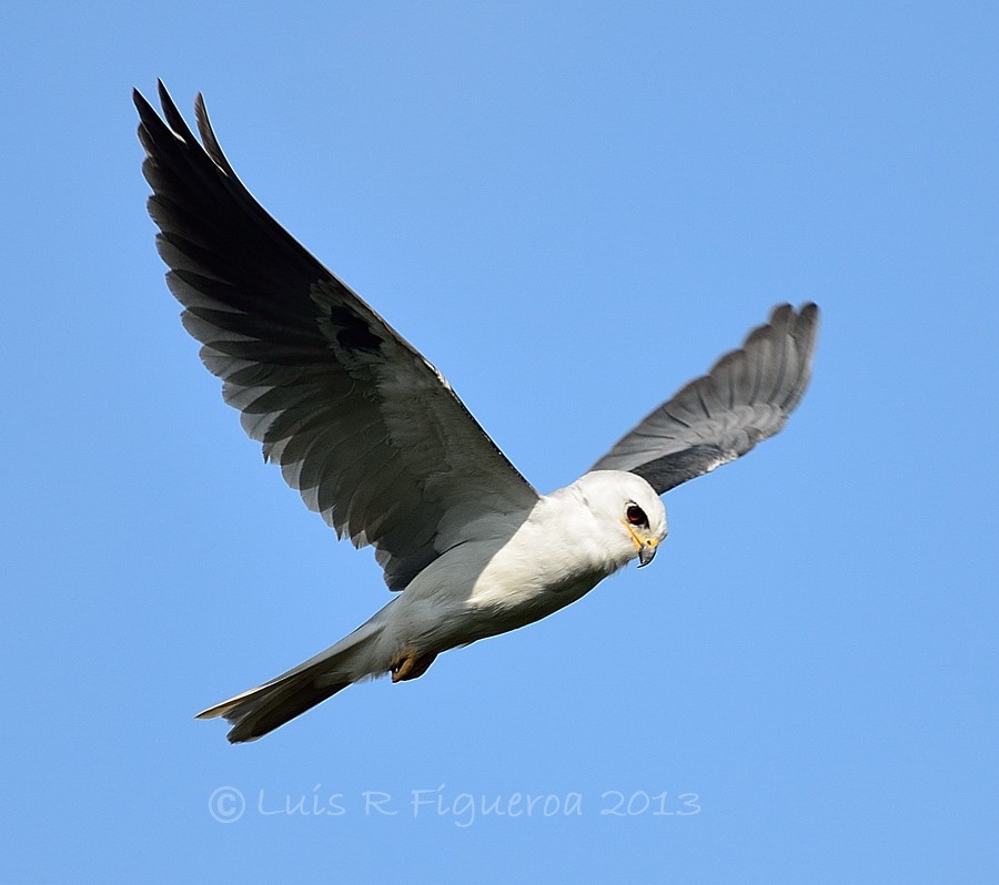 White-tailed Kite - ML204927511