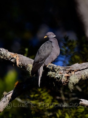 Band-tailed Pigeon (White-necked) - Luis R Figueroa