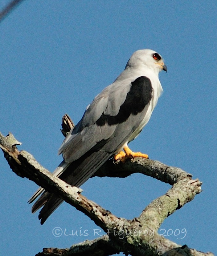 White-tailed Kite - Luis R Figueroa