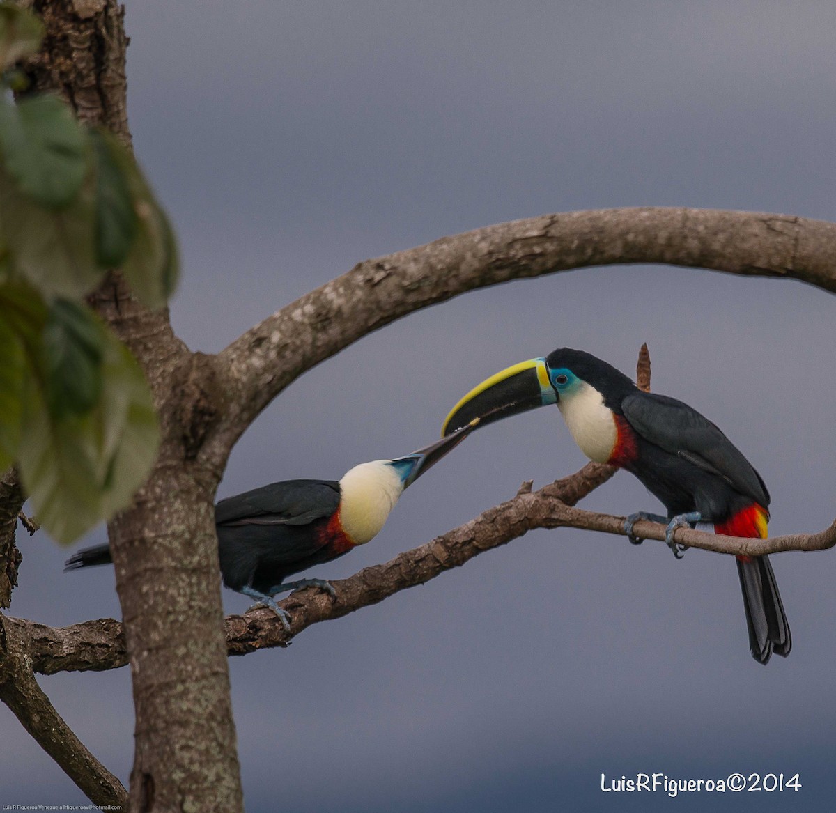 White-throated Toucan (Cuvier's) - ML204927871