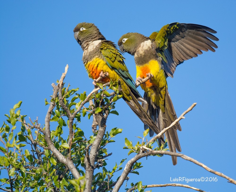 Burrowing Parakeet (Chilean) - Luis R Figueroa