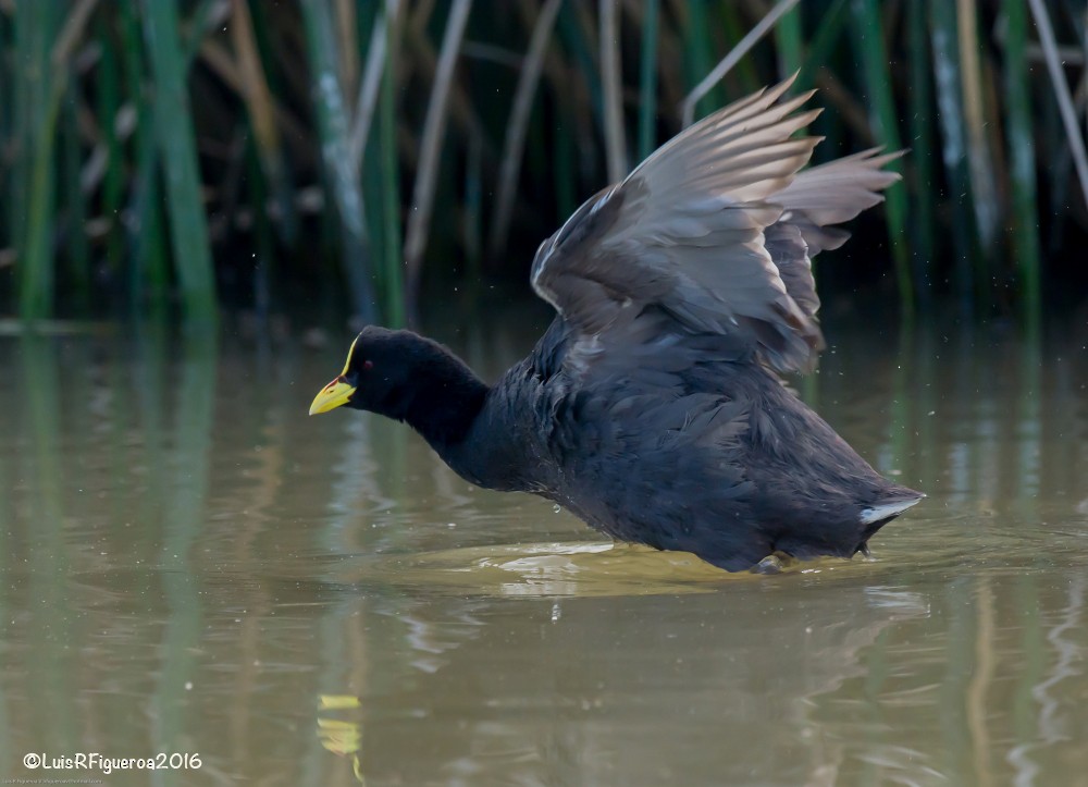 Red-gartered Coot - ML204928191
