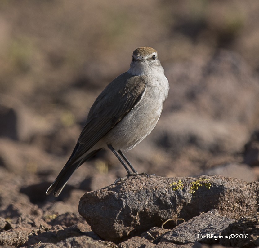 White-browed Ground-Tyrant - Luis R Figueroa