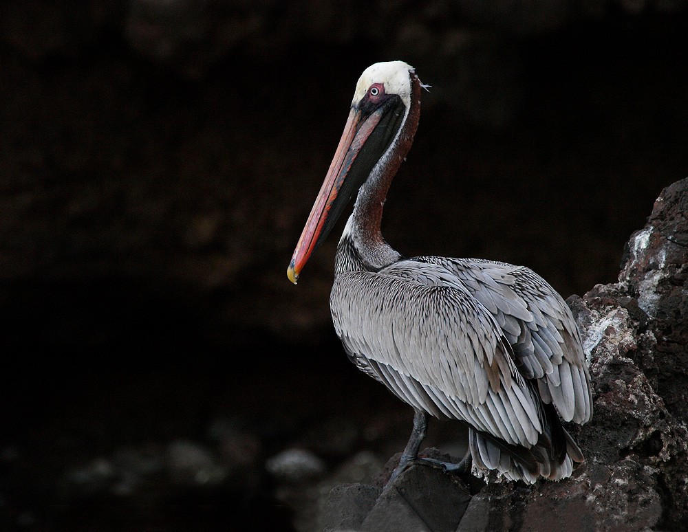 Brown Pelican (Galapagos) - Jesus Barreda