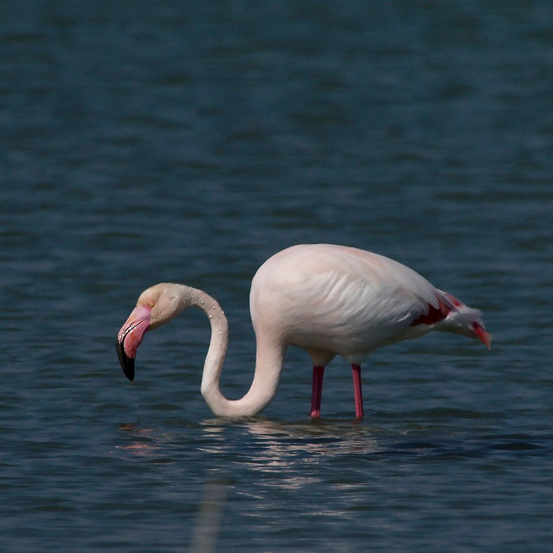 Greater Flamingo - Jesus Barreda