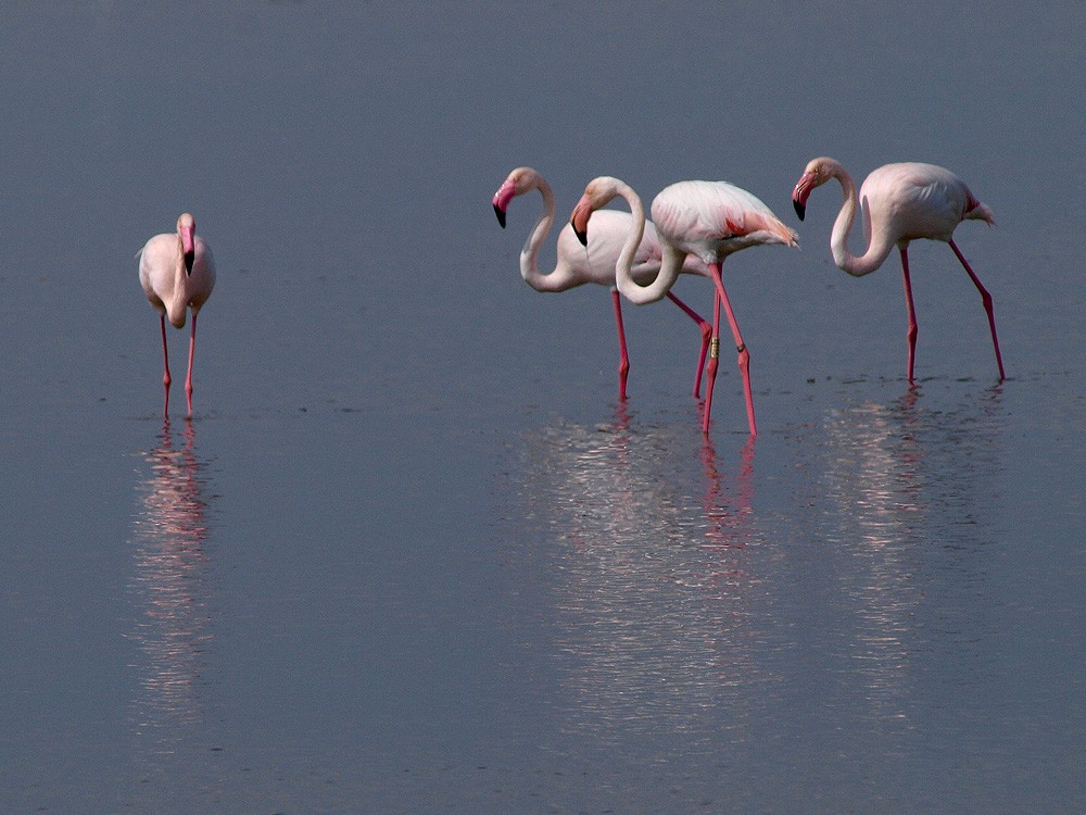 Greater Flamingo - ML204928821