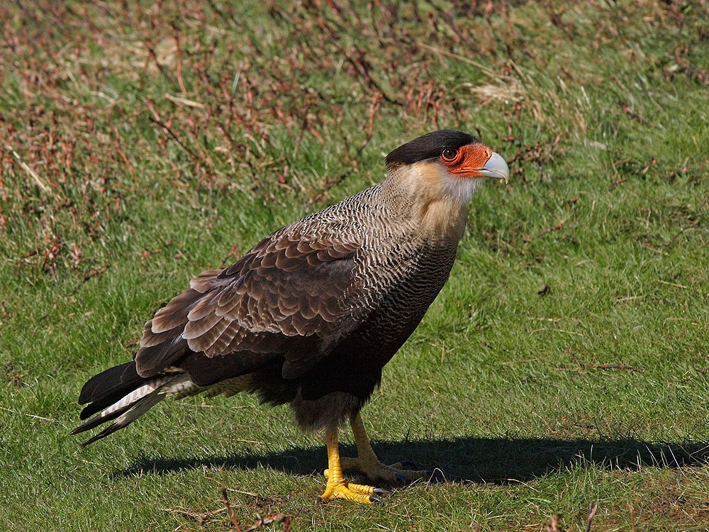 Crested Caracara (Southern) - ML204928851
