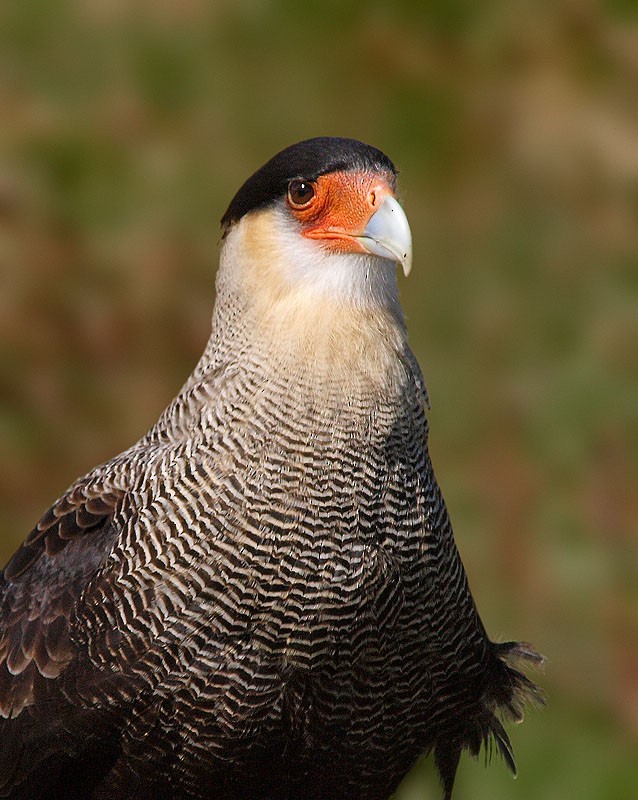 Crested Caracara (Southern) - ML204928861