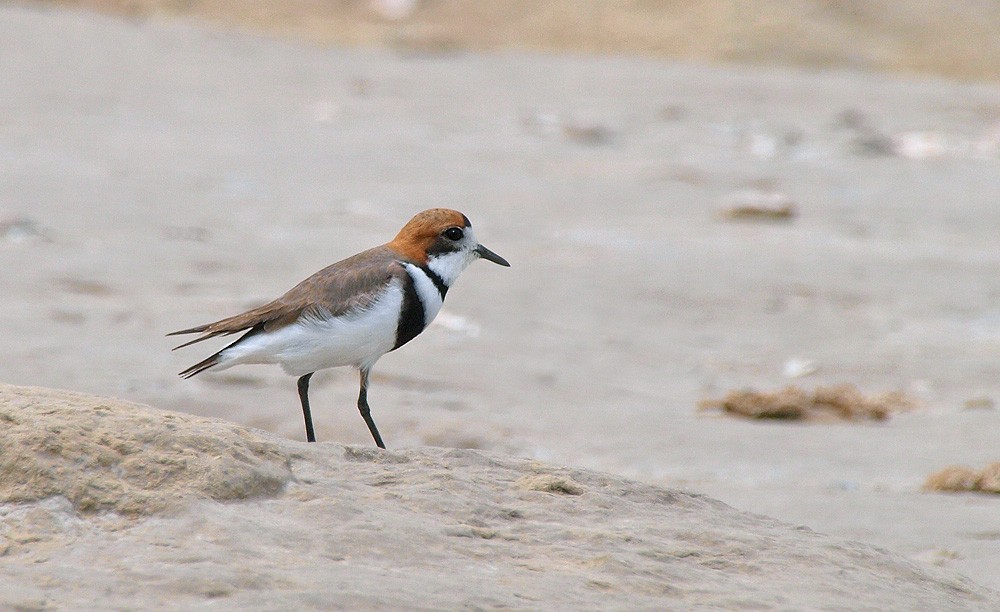 Two-banded Plover - ML204929001