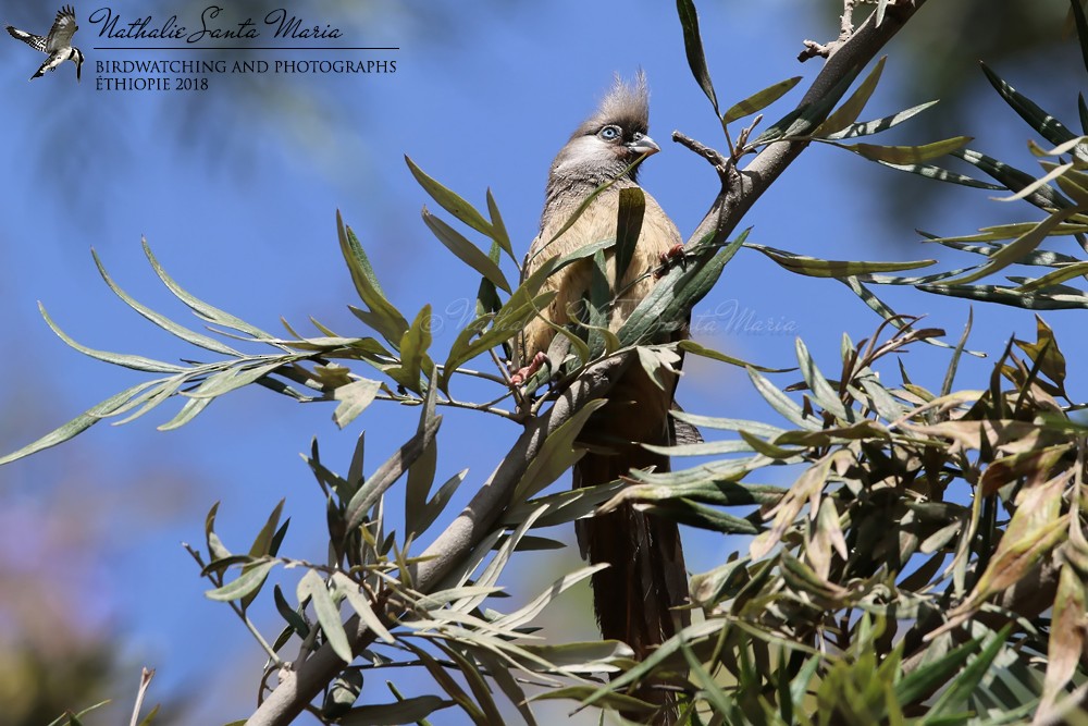 Speckled Mousebird - ML204929081
