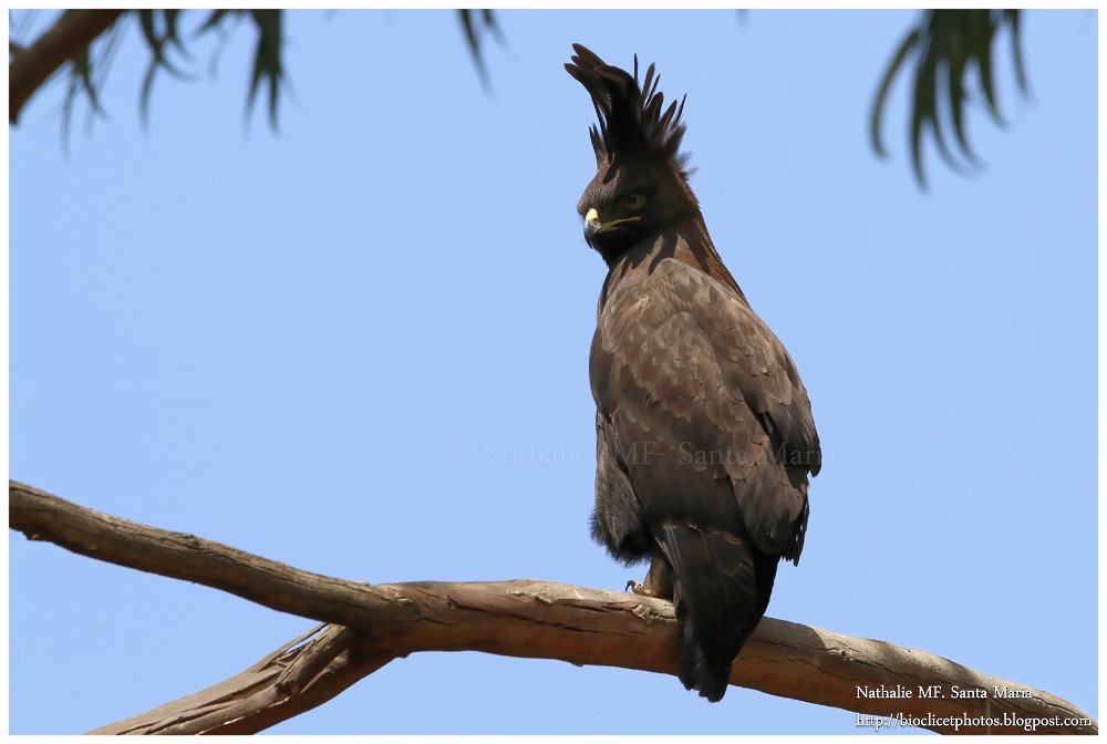 Long-crested Eagle - Nathalie SANTA MARIA