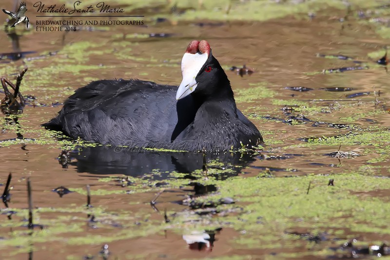 Red-knobbed Coot - ML204929421