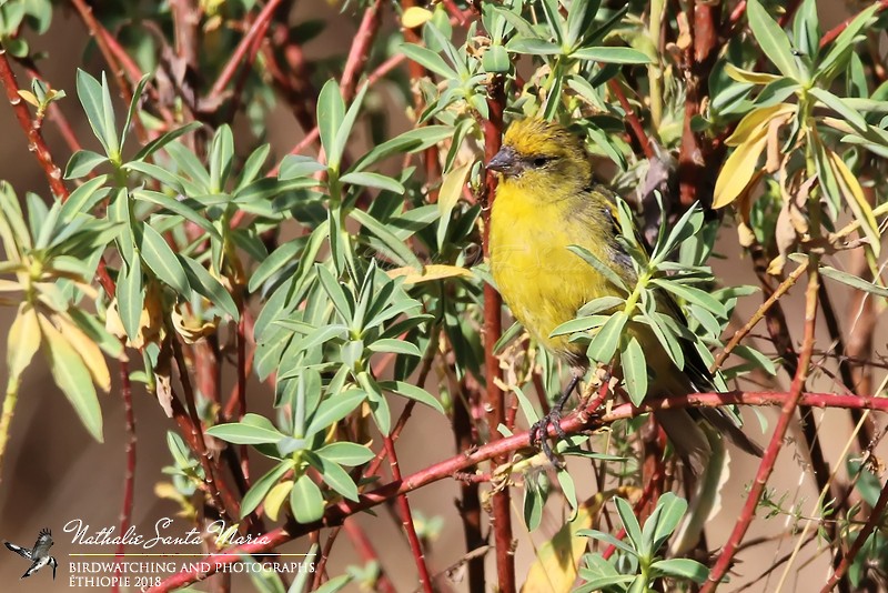 Yellow-crowned Canary - Nathalie SANTA MARIA
