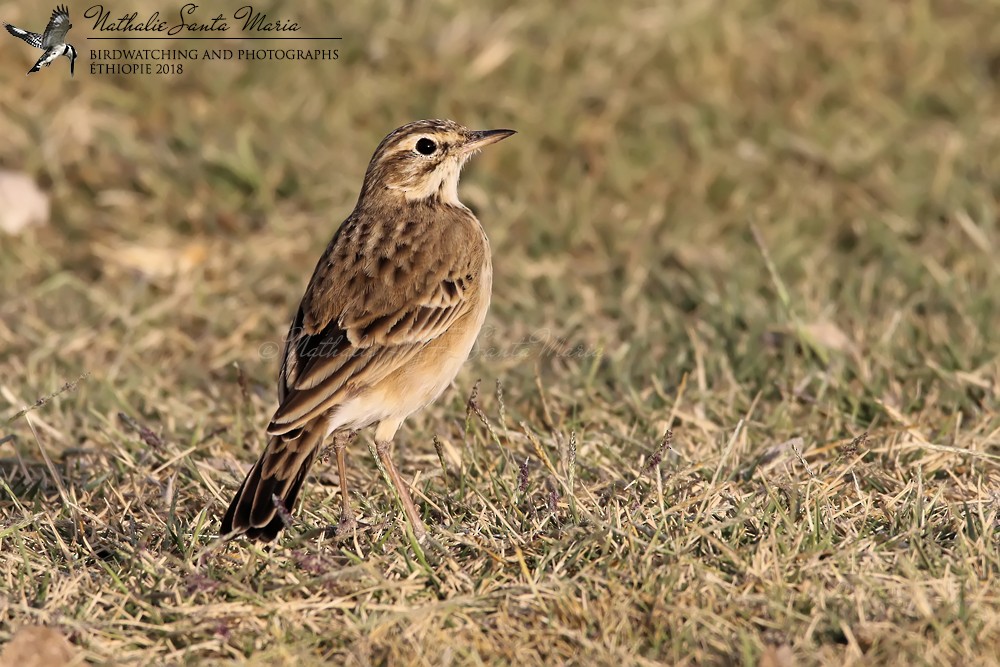 African Pipit (African) - ML204929451