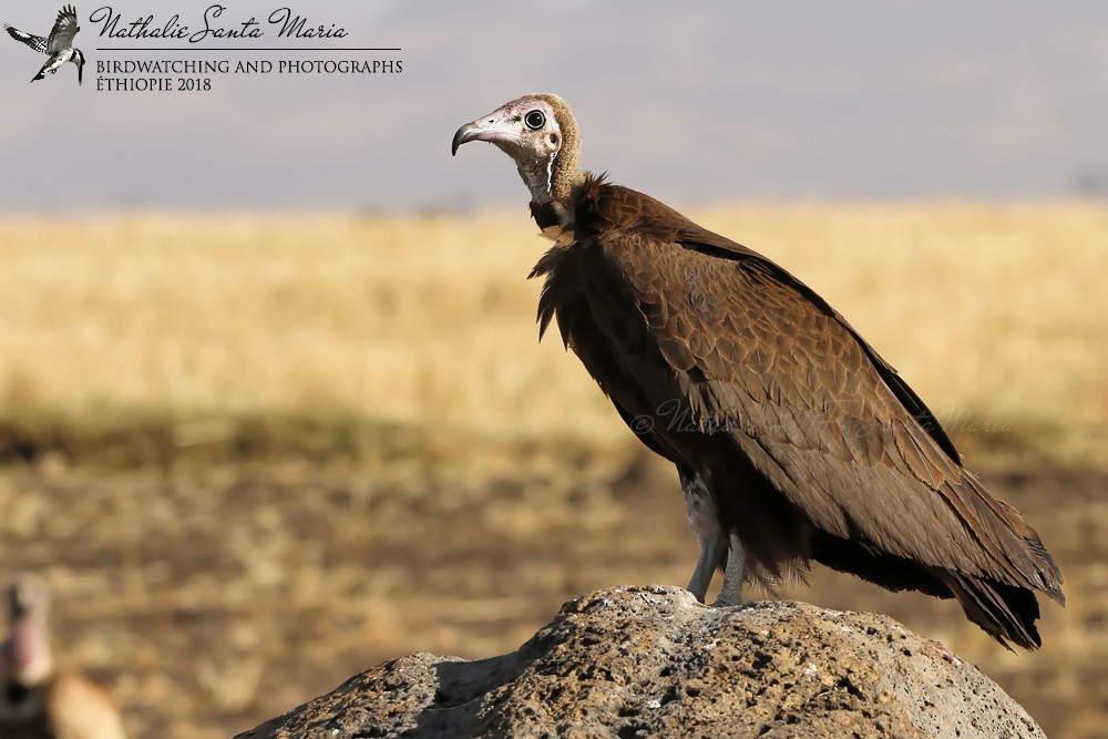 Hooded Vulture - ML204929611