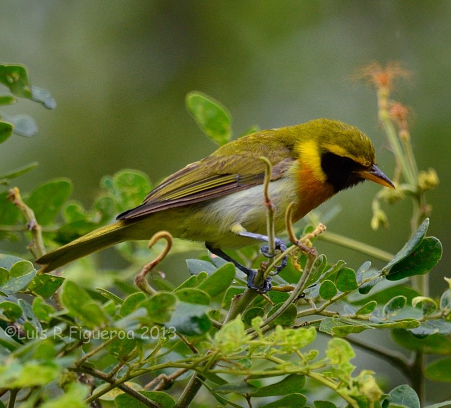 Guira Tanager - Luis R Figueroa