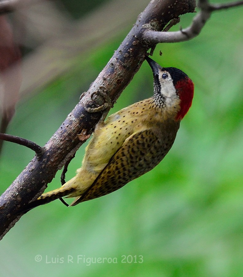 Spot-breasted Woodpecker - Luis R Figueroa