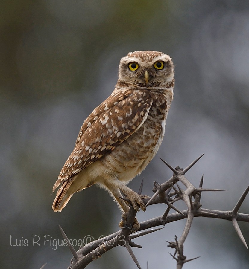 Burrowing Owl - Luis R Figueroa