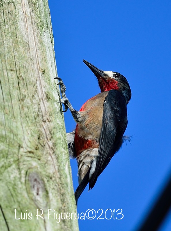 Puerto Rican Woodpecker - Luis R Figueroa