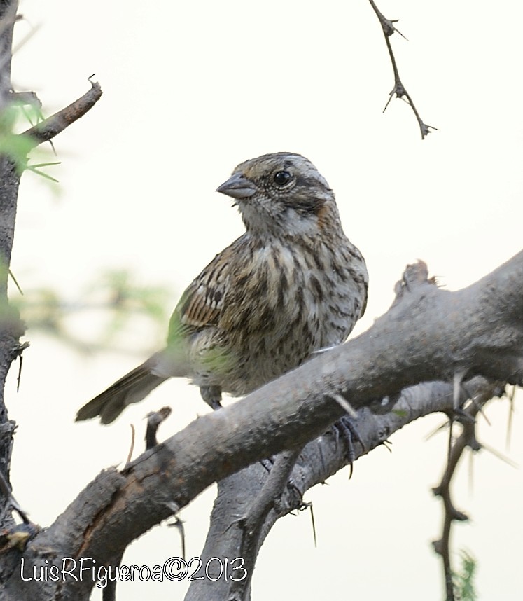 Rufous-collared Sparrow - Luis R Figueroa