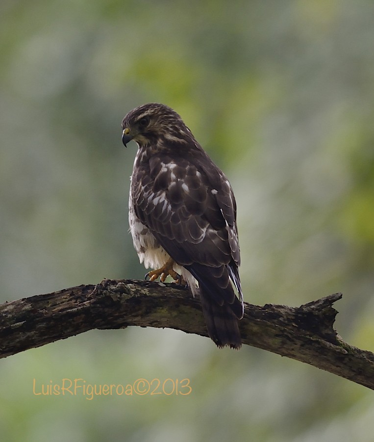 Broad-winged Hawk (Northern) - Luis R Figueroa