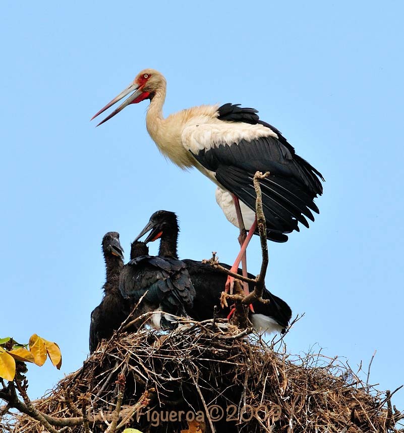 Maguari Stork - Luis R Figueroa